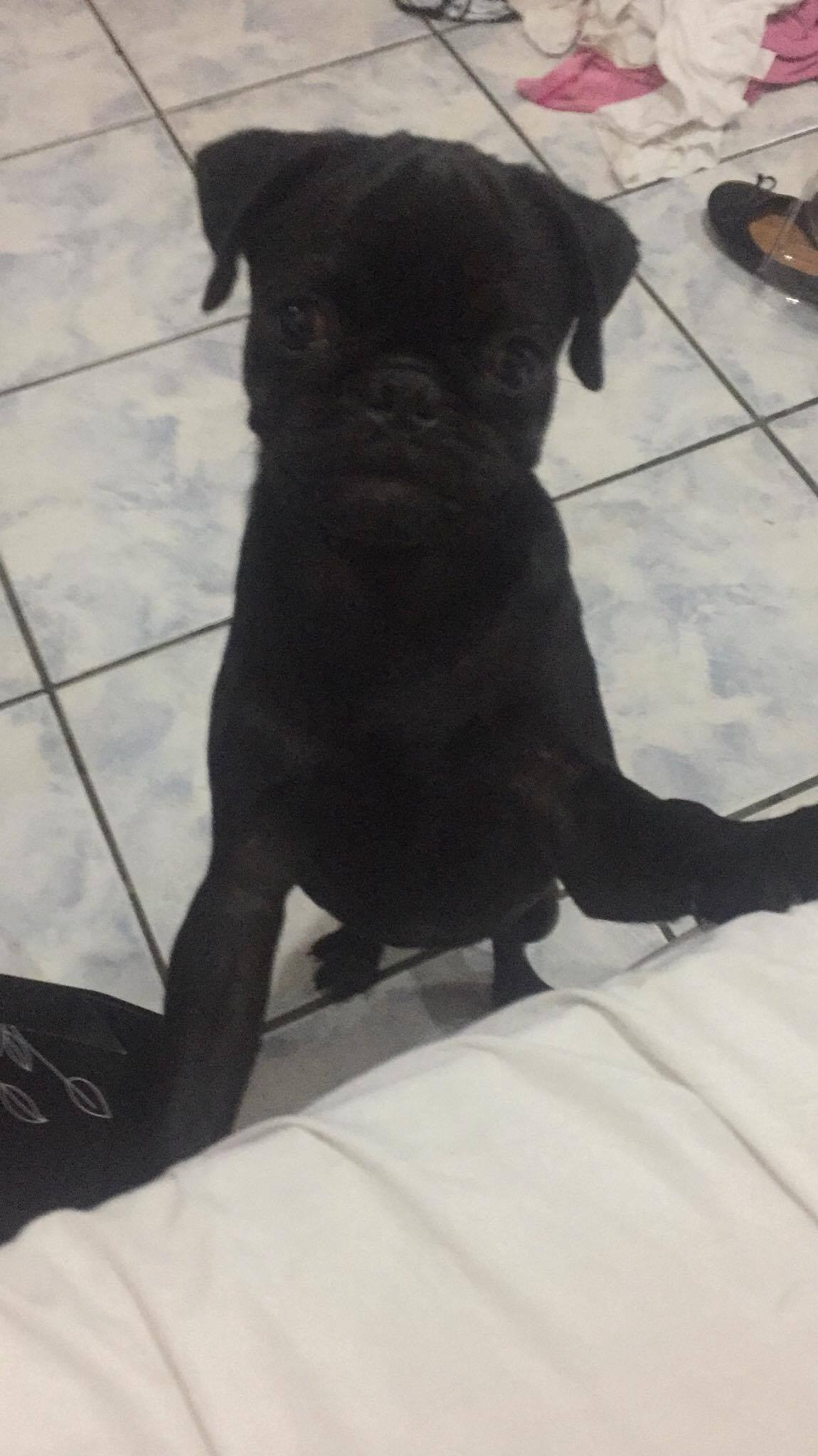 Cãozinho 'Thor' é furtado em frente a própria residência na zona Centro-Sul de Manaus