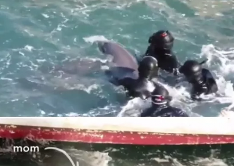 Crueldade: golfinho tenta evitar que filhote seja levado para aquário e vídeo choca internautas