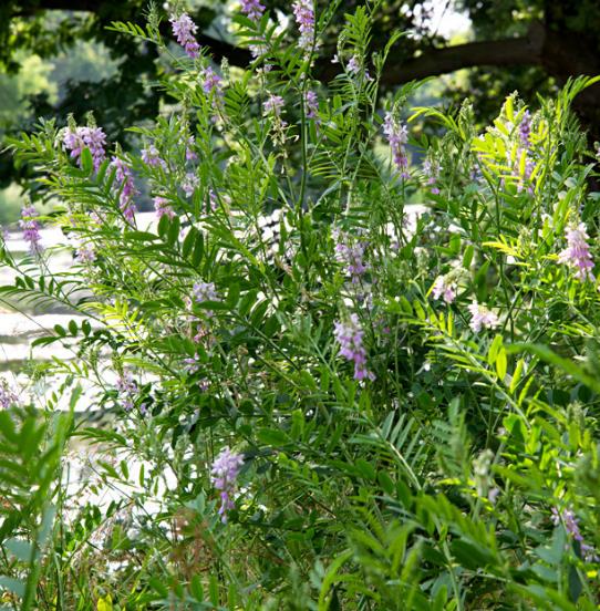 Planta contém substância usada em remédio contra diabetes 