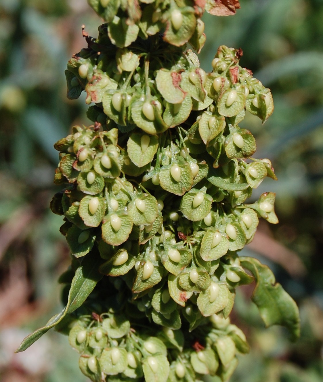Planta rica em ferro ajuda a combater anemia