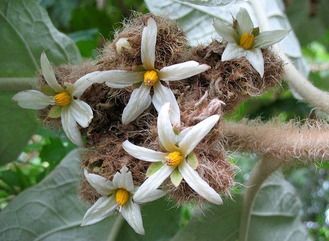 Além de limpar o fígado, chá tem efeito calmante do coração 