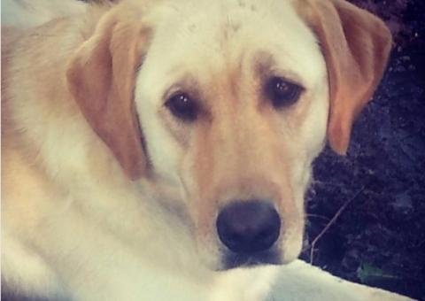 Cão ‘perdido' surpreende com recado na coleira 