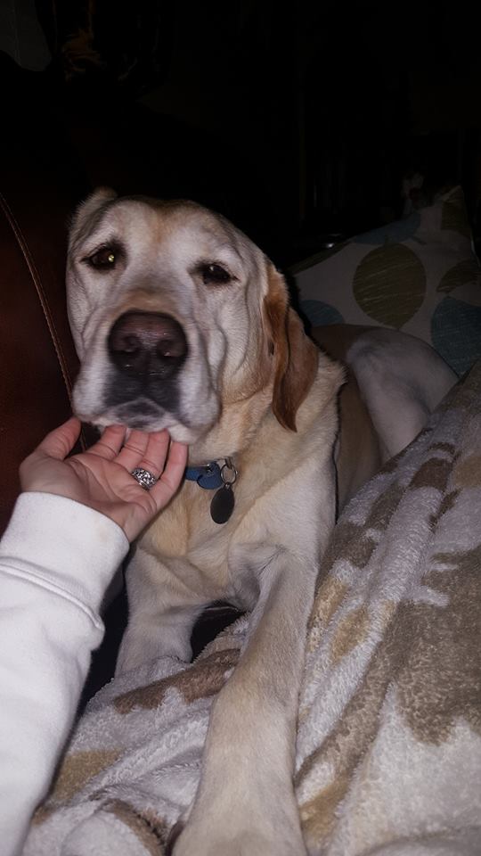 Cão ‘perdido' surpreende com recado na coleira 