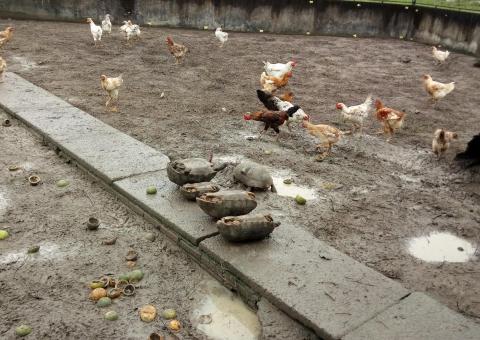 Ipaam flagra diversos crimes ambientais em Rio Preto da Eva 