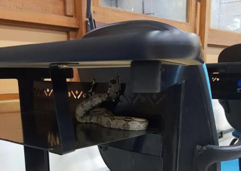 ’Anaconda’ é encontrada em sala de aula da Ufam 