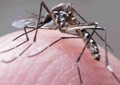  Zika: OMS admite que ainda está 'no escuro'