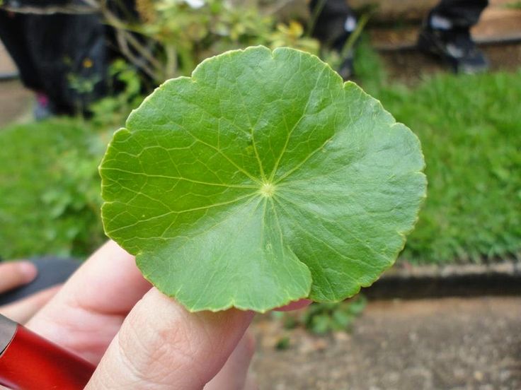 Suco de erva medicinal tem ação descongestionante 