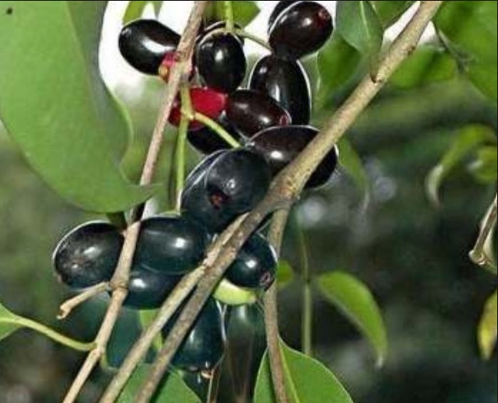 Planta com efeito hipoglicêmico pode combater diabetes e colesterol