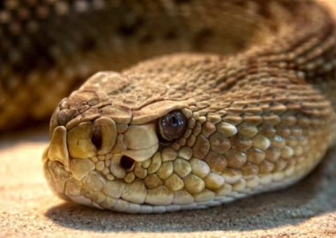 Mulher vai parar em hospital com cobra presa na orelha 