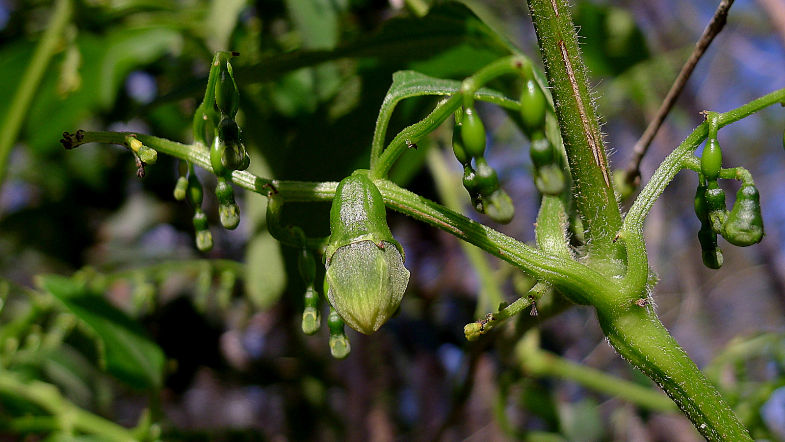 Manchas no rosto podem ser tratadas com raiz de planta medicinal