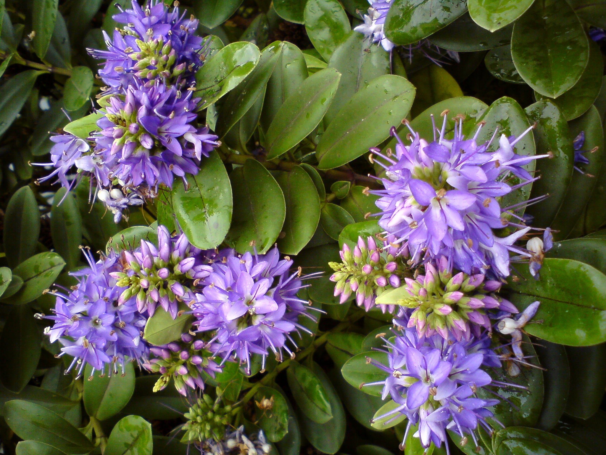 Chá de planta alivia enxaqueca e problemas digestivos