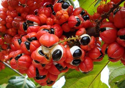 Inpa discutirá ampliação do projeto Waraná com produtores  da terra indígena