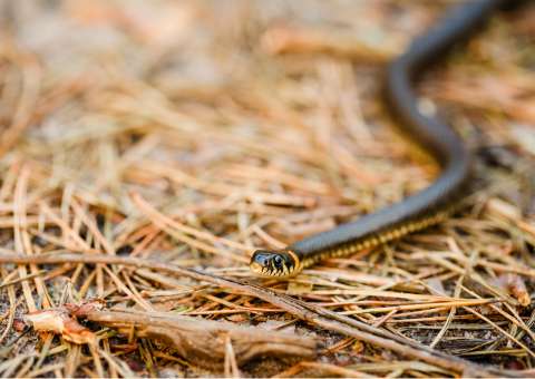 Raiz seca é usada para aliviar picada de cobra e reumatismo