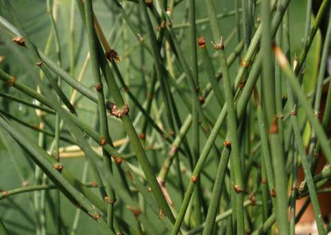 Suplemento alimentar com poderes medicinais 