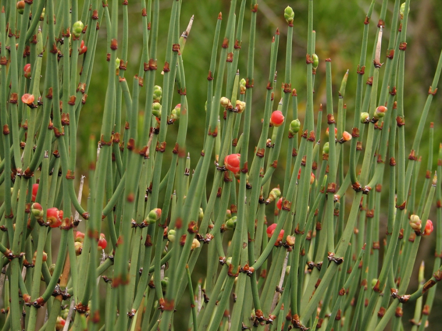 Suplemento alimentar com poderes medicinais 