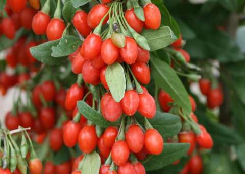 Rica em Vitamina C, Goji Berry é a  queridinha dos nutricionistas
