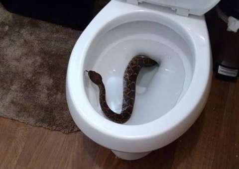 Jovem quase infarta ao encontrar cascavel em vaso sanitário e o pior acontece depois