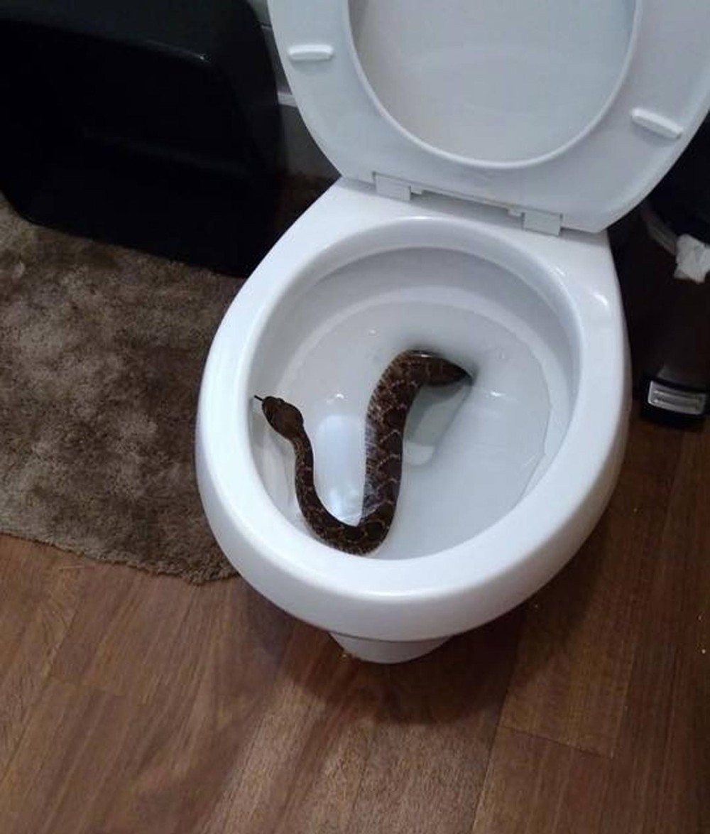 Jovem quase infarta ao encontrar cascavel em vaso sanitário e o pior acontece depois