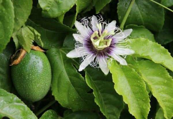 Planta é eficiente contra ansiedade, nervosismo e insônia