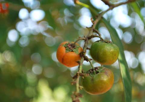Casca de Murici é fonte de vitaminas e apresenta diversos benefícios à saúde