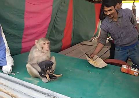 Macaco adota cachorro após encontrá-lo abandonado nas ruas da cidade