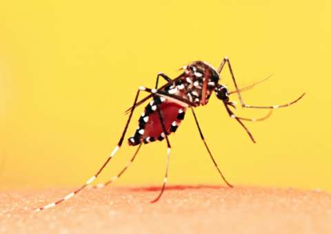 Vacinação contra febre amarela tem indicação permanente no Amazonas 