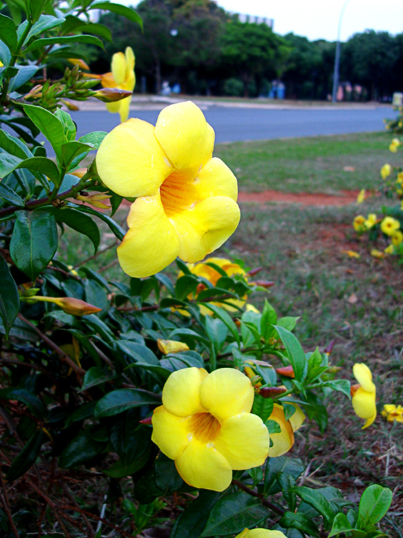 Chá com efeito purgativo é benéfico contra intoxicação 