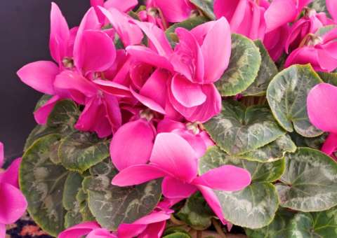 Espécie de planta ornamental é usada na fabricação de perfume 