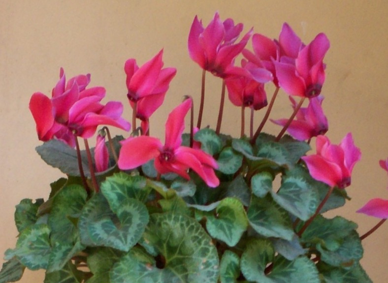 Espécie de planta ornamental é usada na fabricação de perfume 