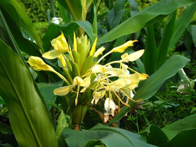 Planta ornamental pode ser usada contra otites