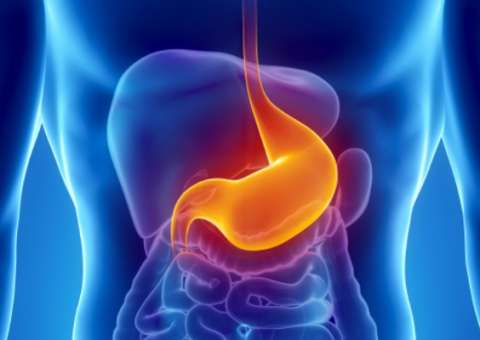 Casca de planta protege estômago contra úlceras gástricas 