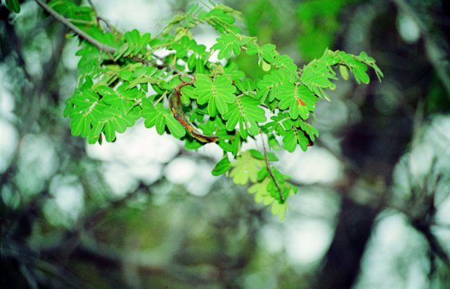 Casca de planta protege estômago contra úlceras gástricas 