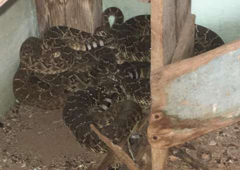 Cobra é encontrada em vaso sanitário e família descobre outras 23 