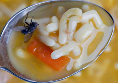 Moscas estão transmitindo superbactérias das fazendas para humanos