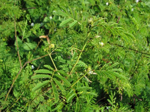 Banho de erva pode ajudar a tratar eczemas e impingens