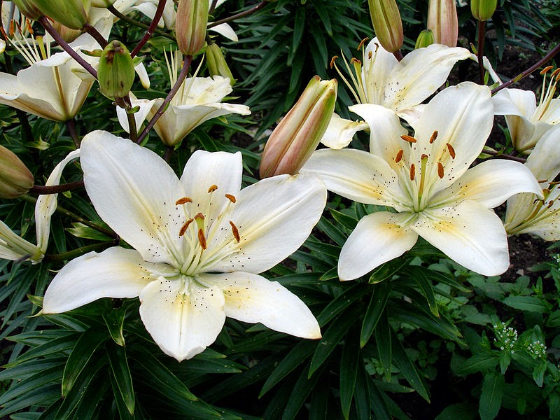 Usada em banhos e compressas, flor ajuda curar contusões e feridas na pele