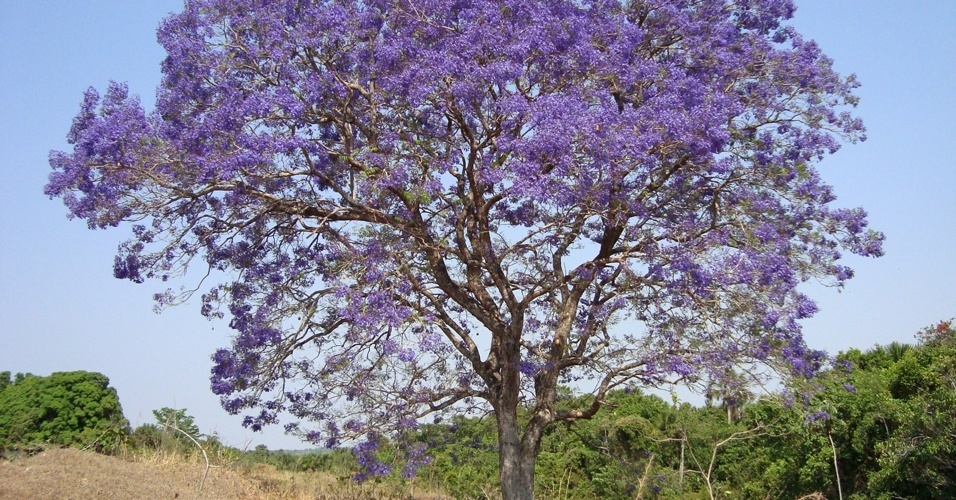 Com efeito cicatrizante, planta ajuda tratar doenças de pele e garganta