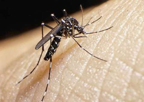 Brasil registra 70 mortes por febre amarela e 1.060 casos suspeitos 