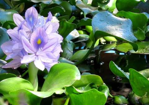 Além de propriedades medicinais, planta ajuda na despoluição das águas