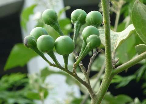 Raízes e frutos de planta são considerados antidiabéticos 