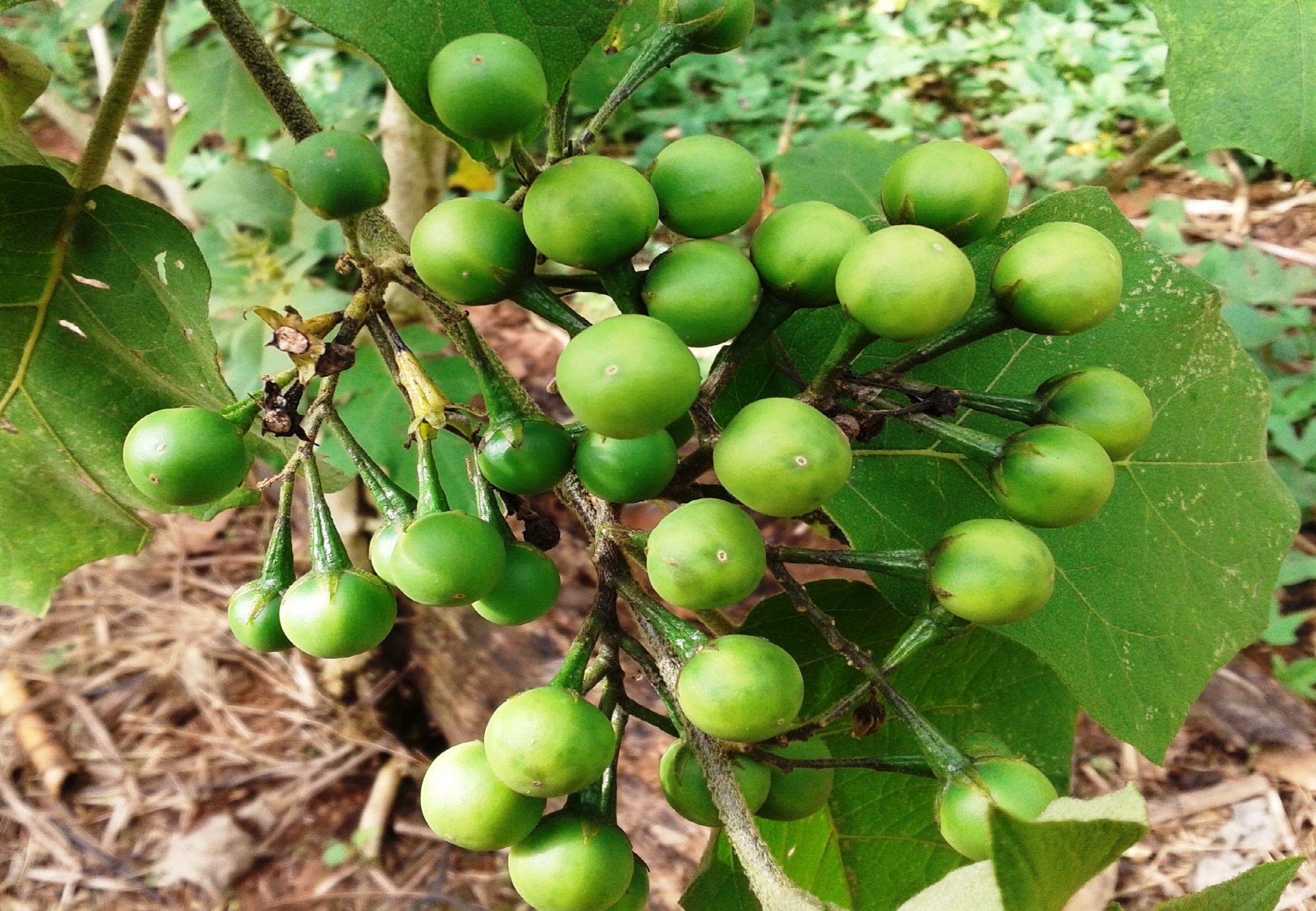 Raízes e frutos de planta são considerados antidiabéticos 