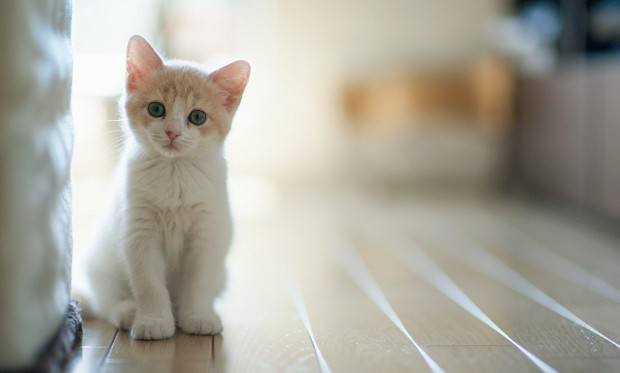 Livro escolar aconselha asfixiar gatos como experimento científico