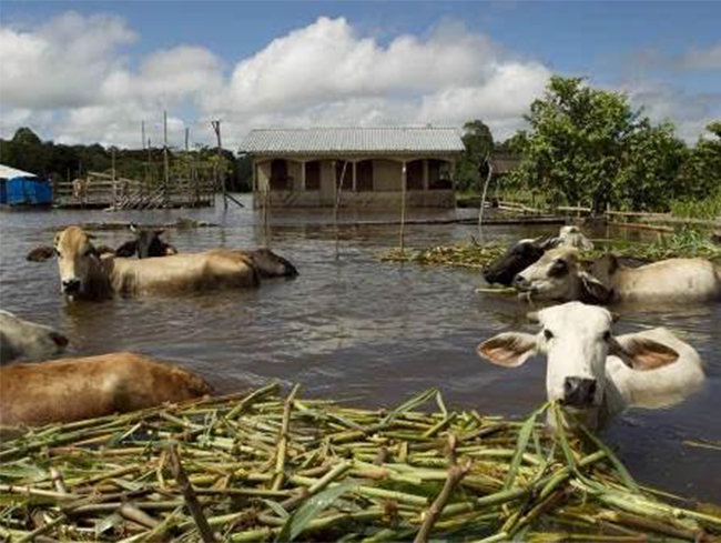 No Amazonas, cheia deixa dois municípios em situação de emergência e sete em alerta 