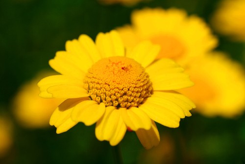 Conheça alternativa para tratar queimaduras do sol e assaduras