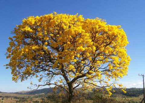 Ipê Amarelo trata anemia e até efeitos do consumo exagerado de álcool