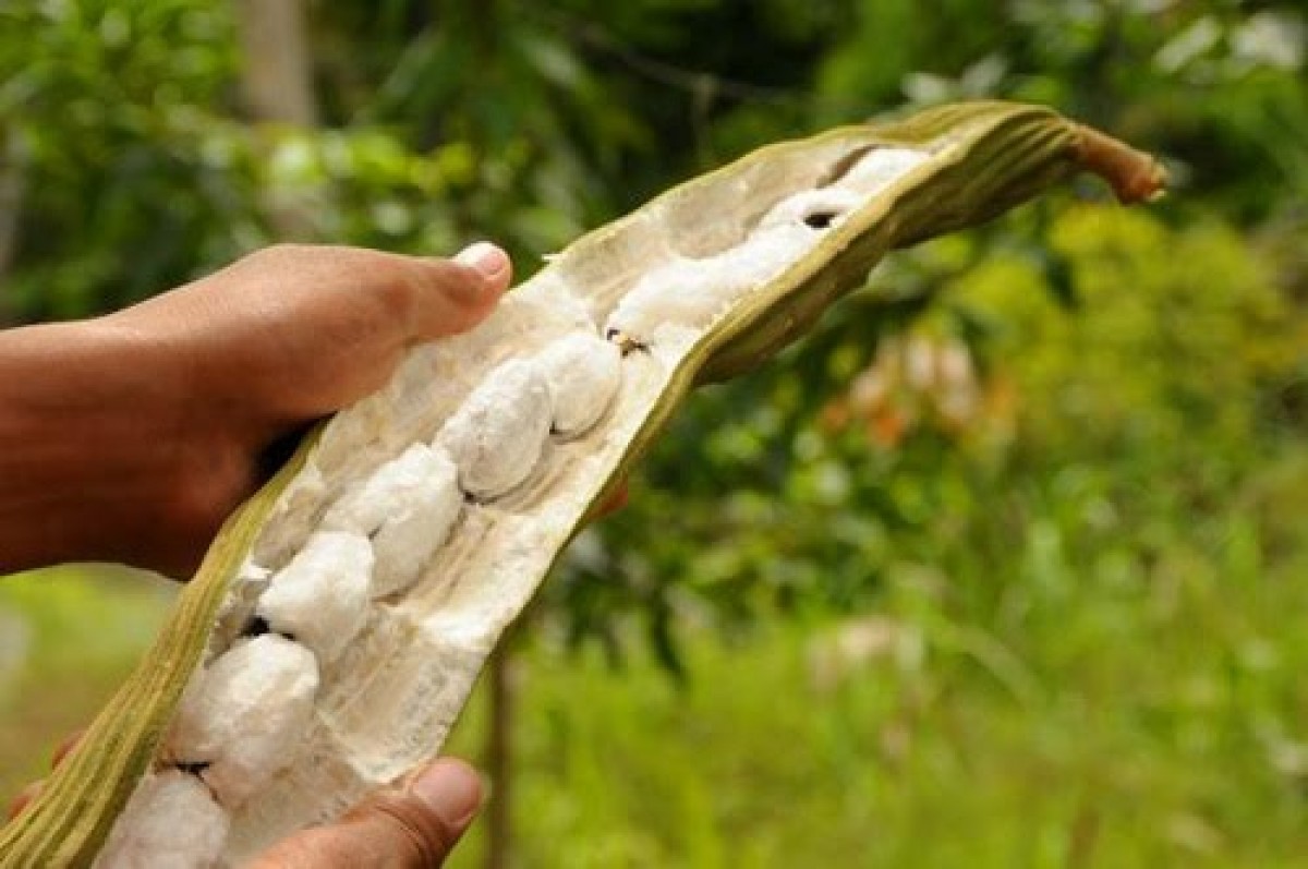 Polpa de fruta pode ser usada como chá para combater bronquite