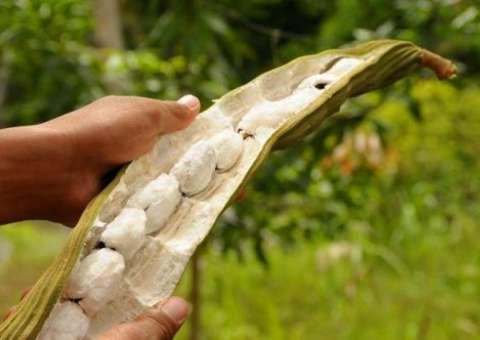 Polpa de fruta pode ser usada como chá para combater bronquite