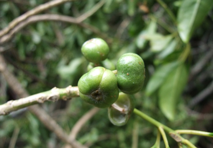 Com propriedades medicinais, folhas e cascas de planta aliviam dor de dente