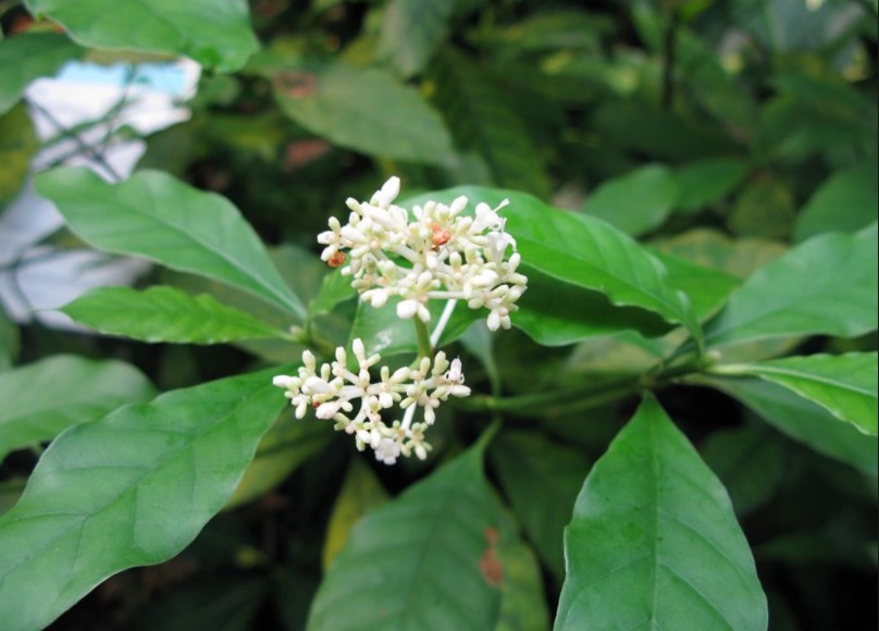 Saiba como combater ameba de forma natural 