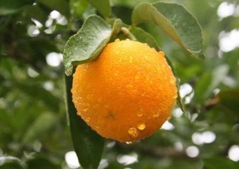 Flores e óleo de Laranja-da-terra têm efeito sedativo